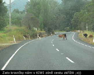 Zato kravičky nám v KIWI zóně cestu zkřížili ;o))